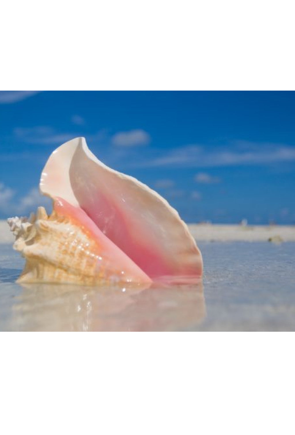 Vintage Conch Sea Shell Ring