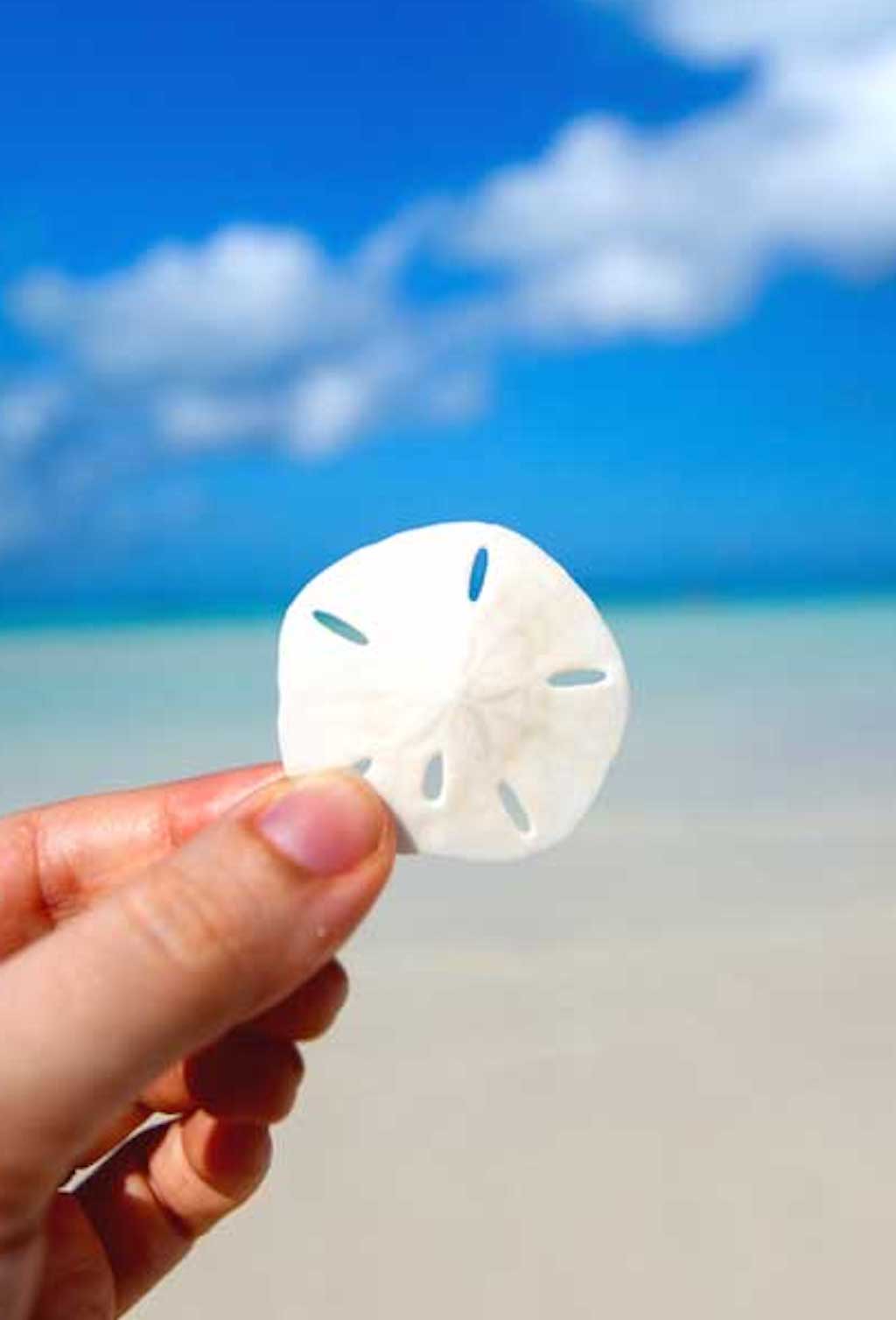 Beachcomber's  Sand Dollar Necklace