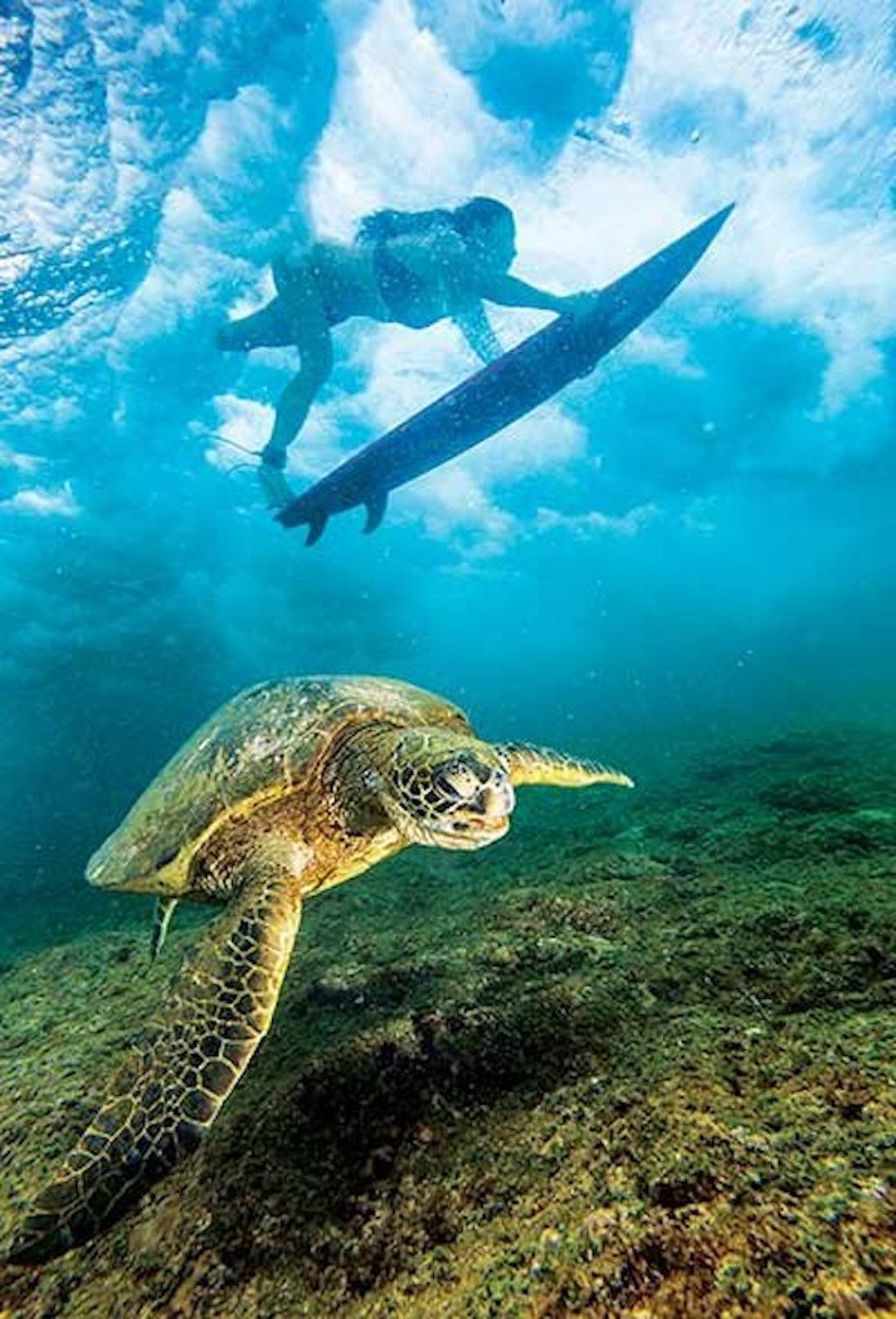 Ocean Voyager Turtle Sea Shell Necklace | Pendant