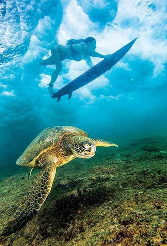 Shiva Eye Shell Ocean Voyager Turtle Pendant | Necklace